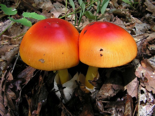 Cum se identifică amanita muscaria sau Amanita caesareoides