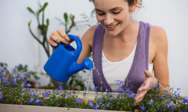 Cum sa cresti porumbeii de porumbei pentru udarea plantelor de interior