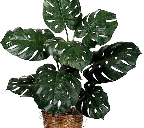 Monstera, secretele cresterii