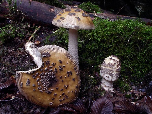 Cum să identificați o agarică de zbor siciliană sau Amanita ceciliae