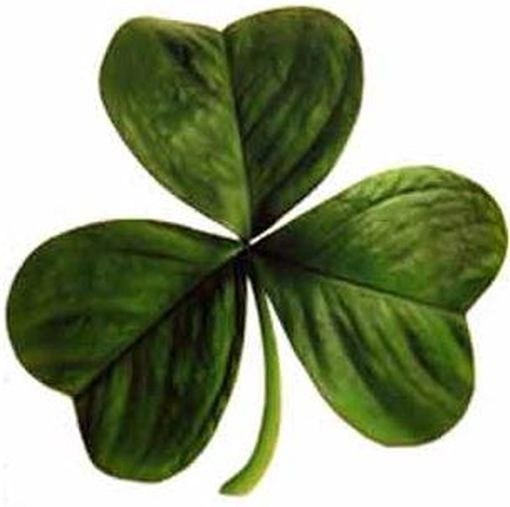 Shamrock, emblema Irlandei