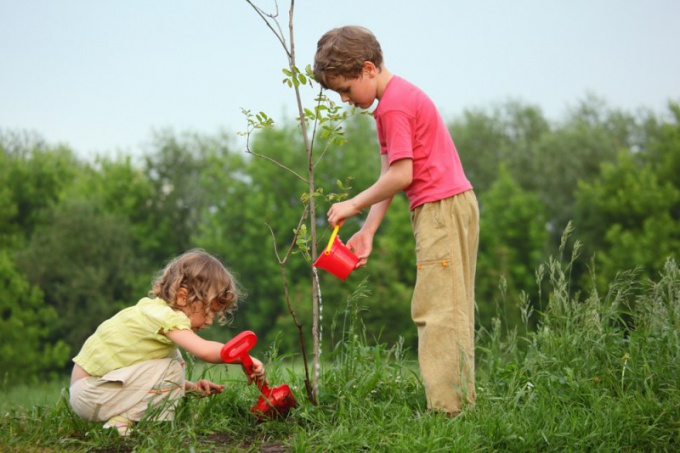 Caracteristicile nutriției plantelor