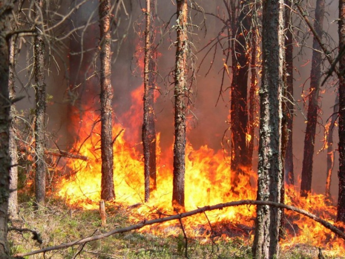 Cum să evitați apariția incendiilor forestiere