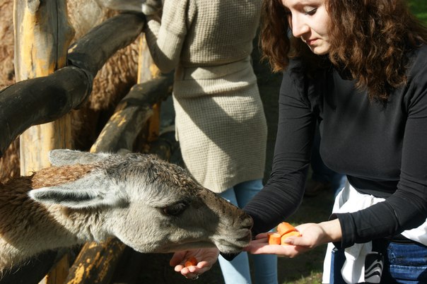 Guanaco foarte pasionat de morcovi