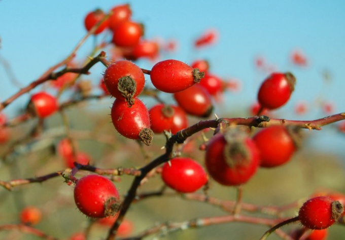 Rosehip: cum să bei, să beneficiezi, mărturie 