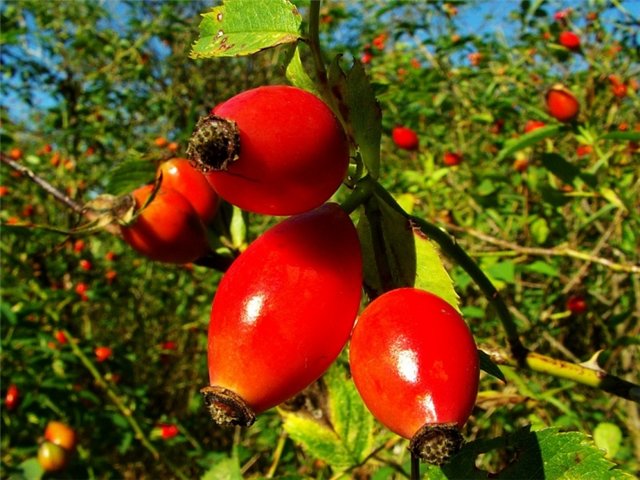 Rosehip: bun pentru corp