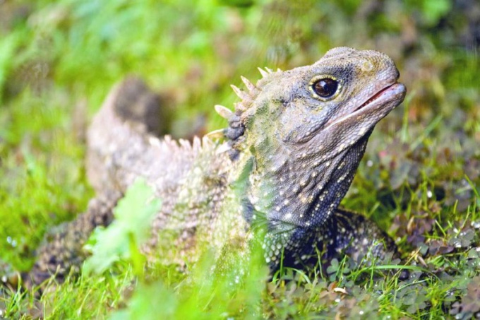 Hatteria - singurul reprezentant al grupului de reptile cu capete