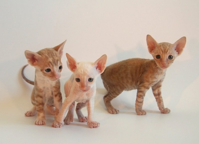 Cornish rex: standarde de rasă