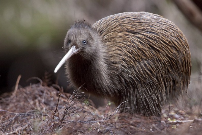 Bird of kiwi: ce miracol al naturii