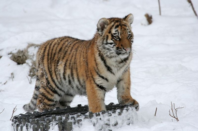 Câți tigri Amur rămân