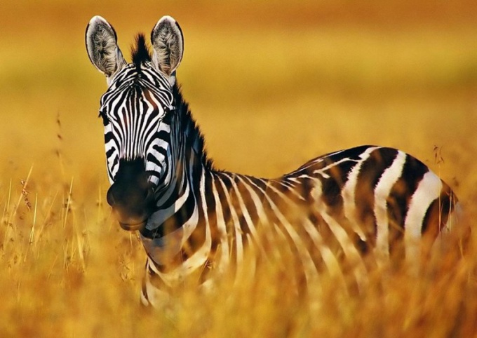 Zebra - o specie de animale dispărute