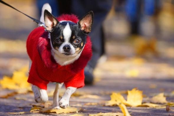 Animalele de companie au nevoie de haine?