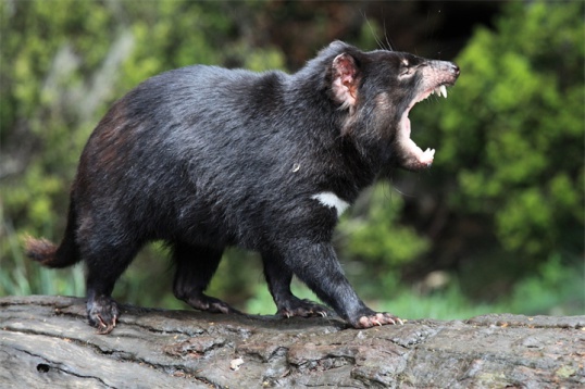 Tasmanianul: unele caracteristici ale speciei